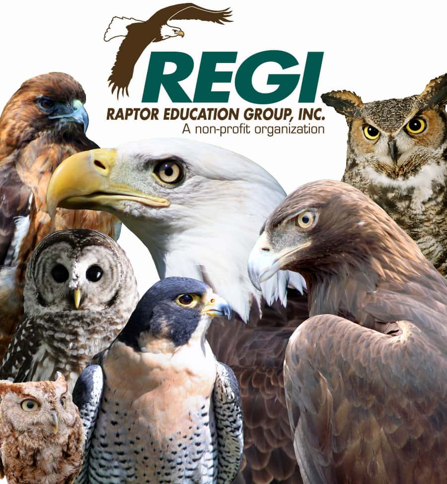 Raptor Education Group